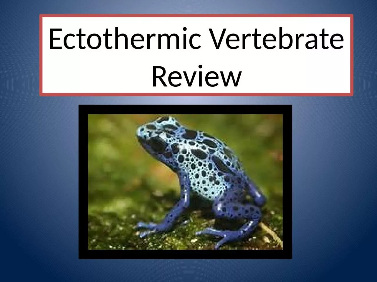 PPT-Ectothermic Vertebrate Review