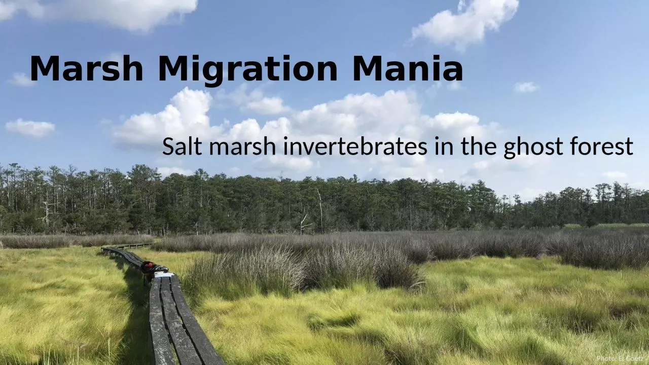 PPT-Marsh Migration Mania Salt marsh invertebrates in the ghost forest