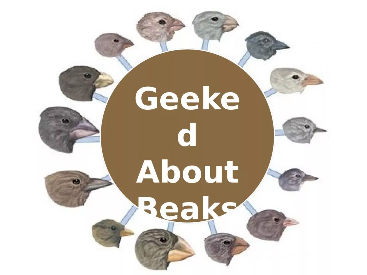 PPT-Geeked About Beaks Beak adaptations to food sources