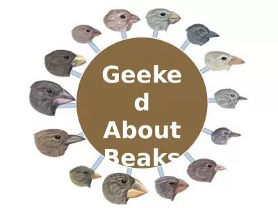 Geeked  About Beaks Beak adaptations to food sources