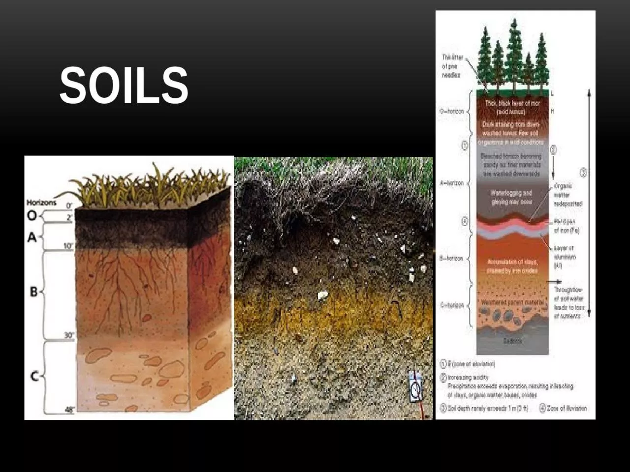 PPT-SOILS What is soil? It is not just, “dirt”