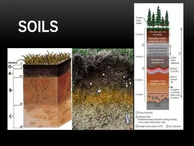 SOILS What is soil? It is not just, “dirt”