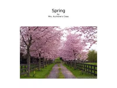 Spring by  Mrs.  Acchione’s