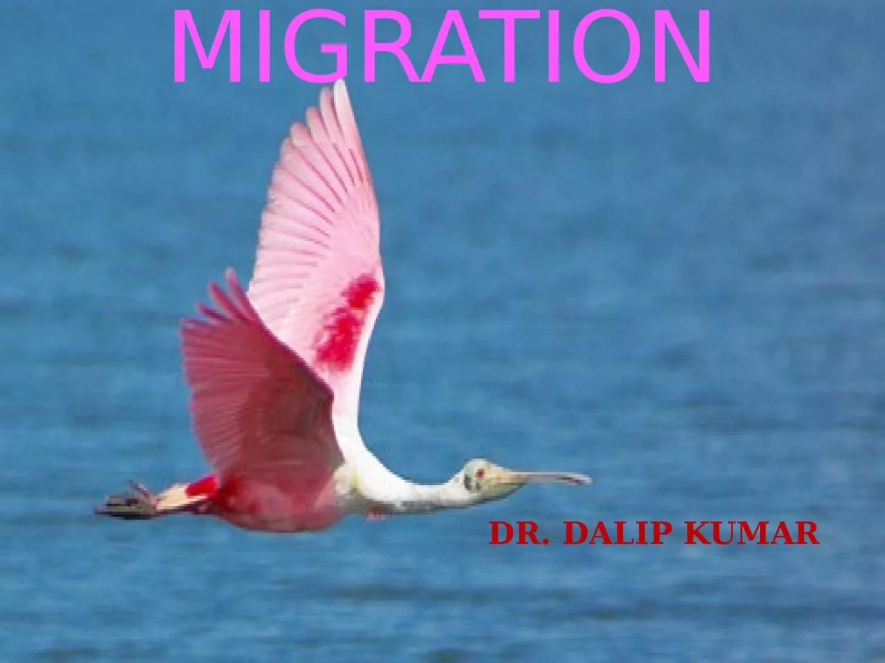 PPT-BIRD MIGRATION DR. DALIP KUMAR