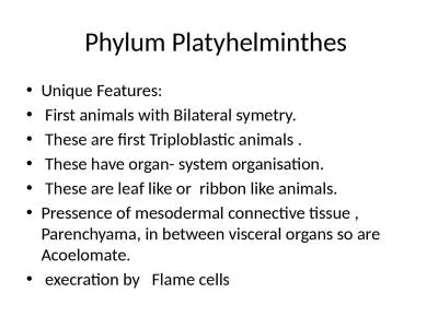 Phylum  Platyhelminthes