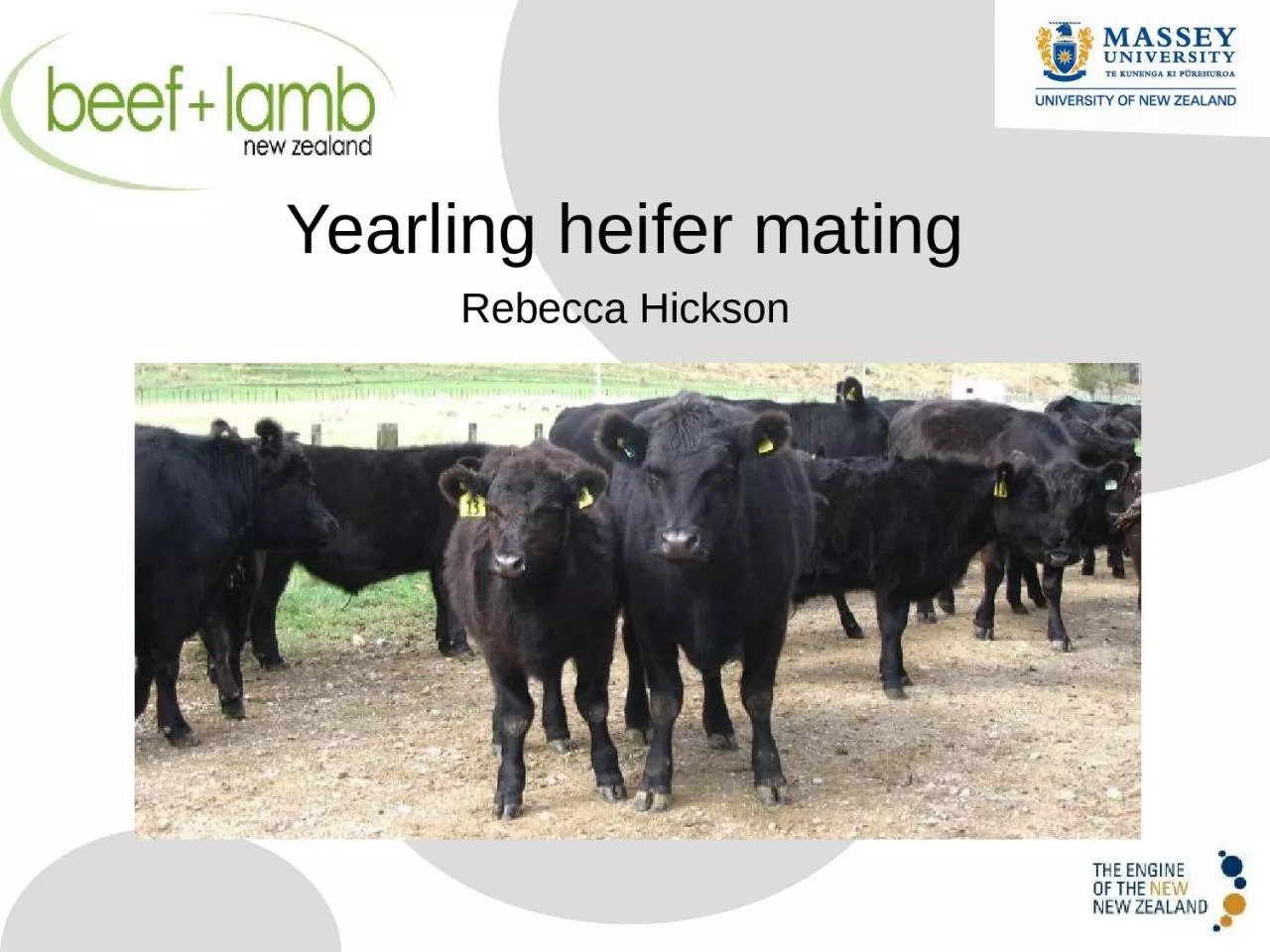 PPT-Yearling heifer mating Rebecca Hickson