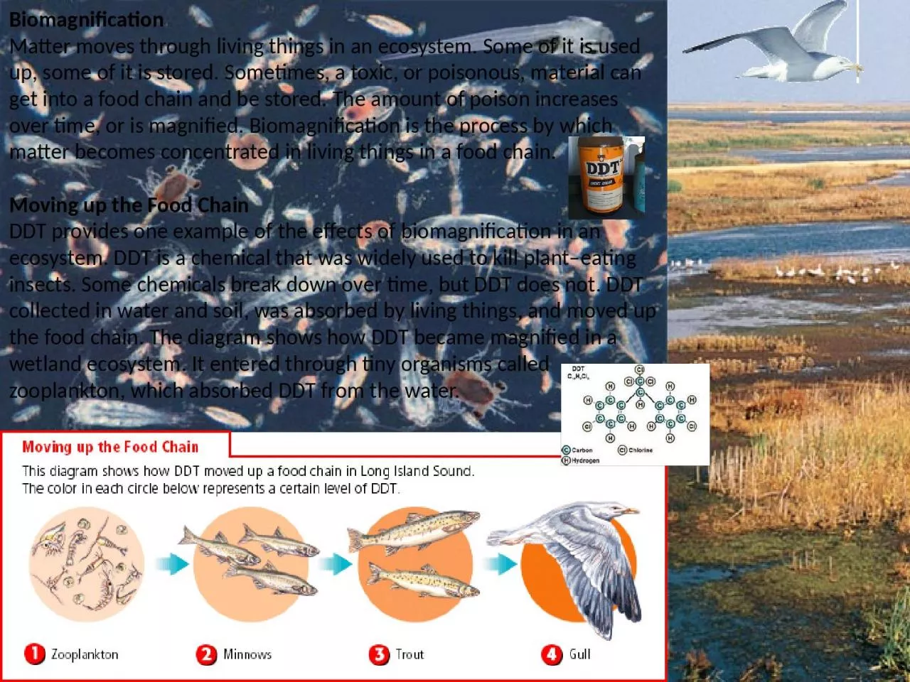 PPT-Biomagnification Matter moves through living things in an ecosystem. Some of it is used