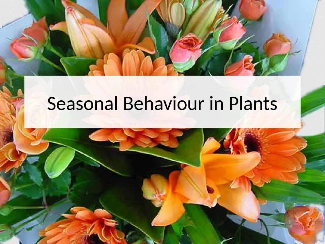 PPT-Seasonal Behaviour in Plants