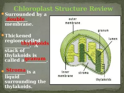 Surrounded by a __________ membrane.