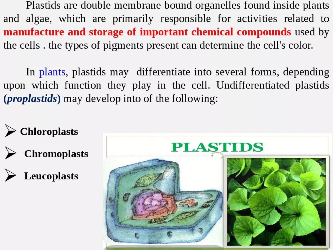 PPT-Plastids Plastids