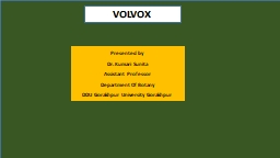 VOLVOX Presented by  Dr.