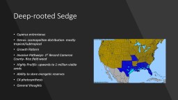 PPT-Deep-rooted Sedge Cyperus entrerianus
