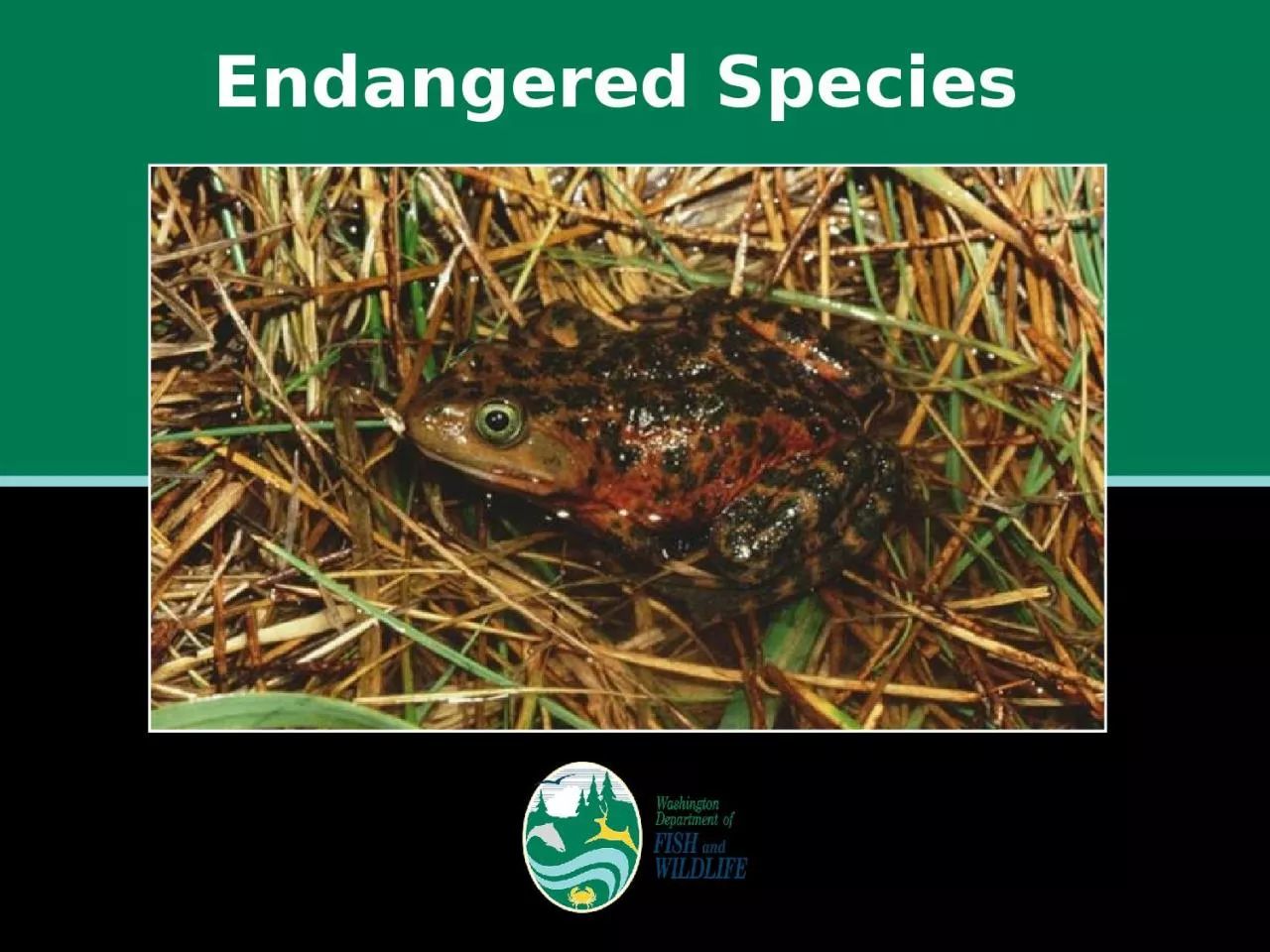 PPT-Endangered Species What are endangered species?