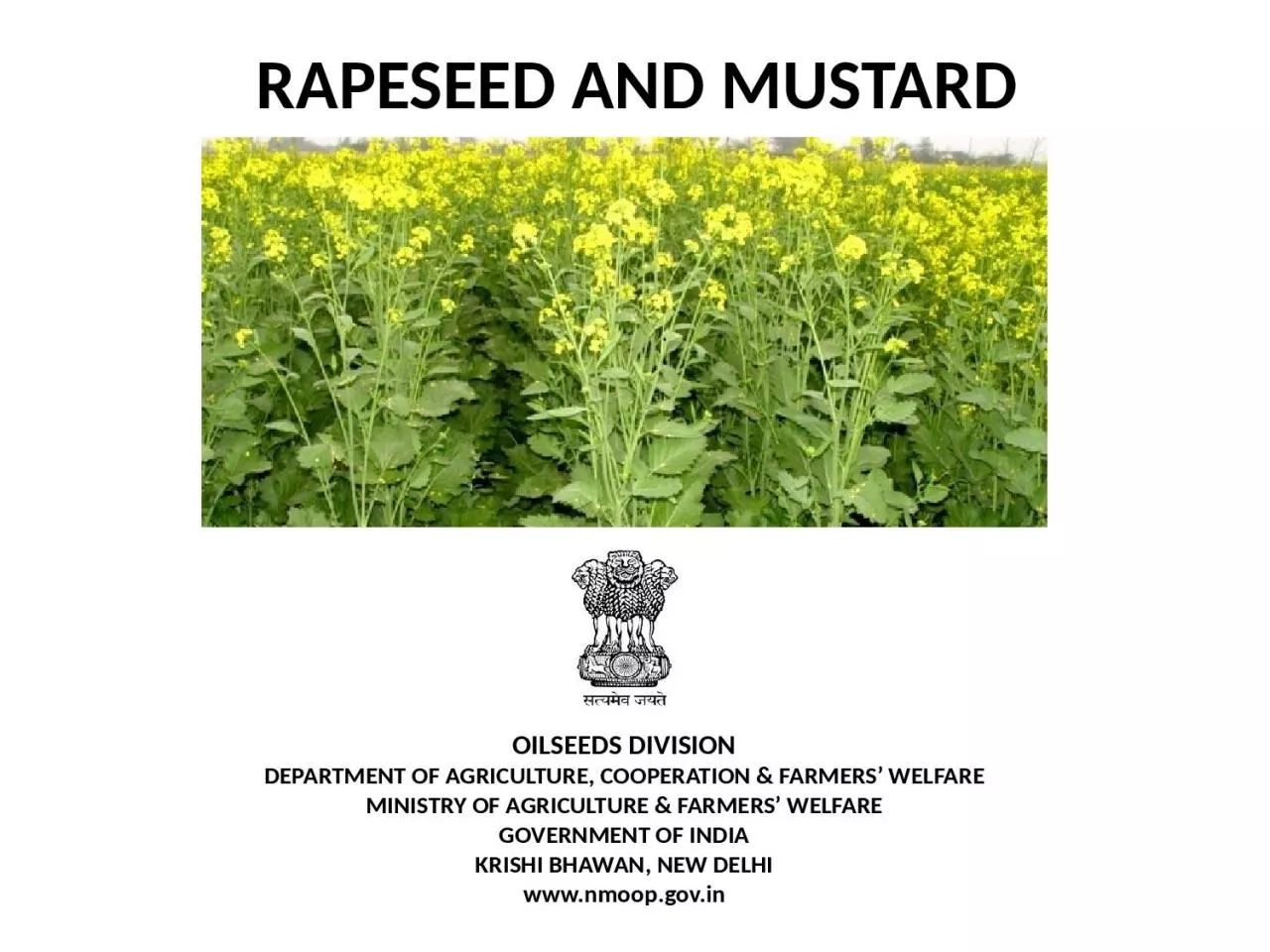 PPT-RAPESEED AND MUSTARD