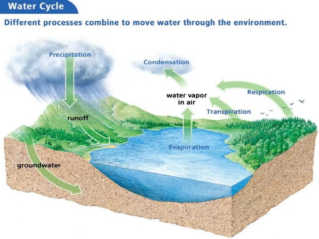 PPT-Energy flows through ecosystems.