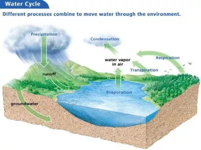 Energy flows through ecosystems.