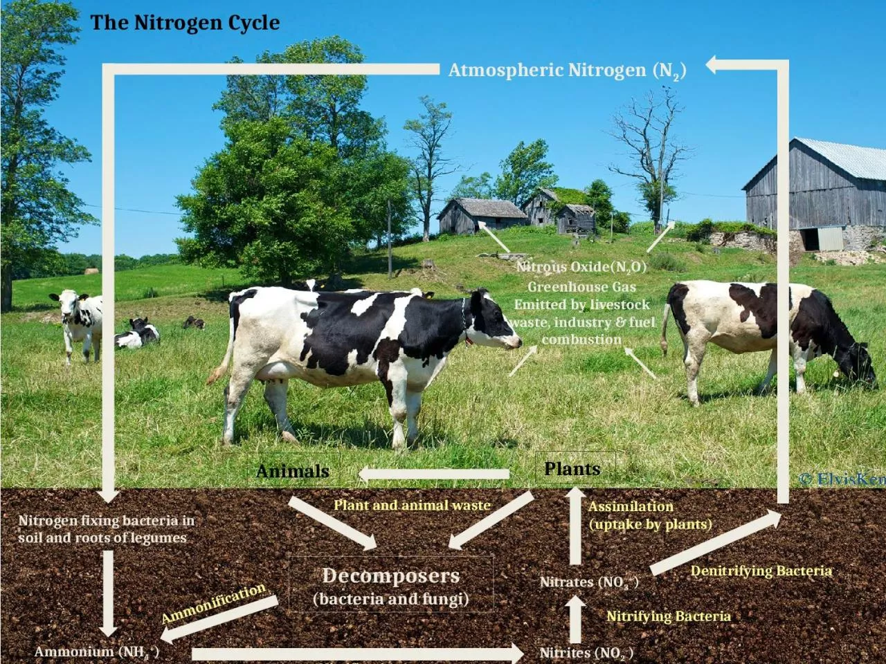 PPT-The Nitrogen Cycle Atmospheric Nitrogen (N