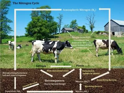 The Nitrogen Cycle Atmospheric Nitrogen (N