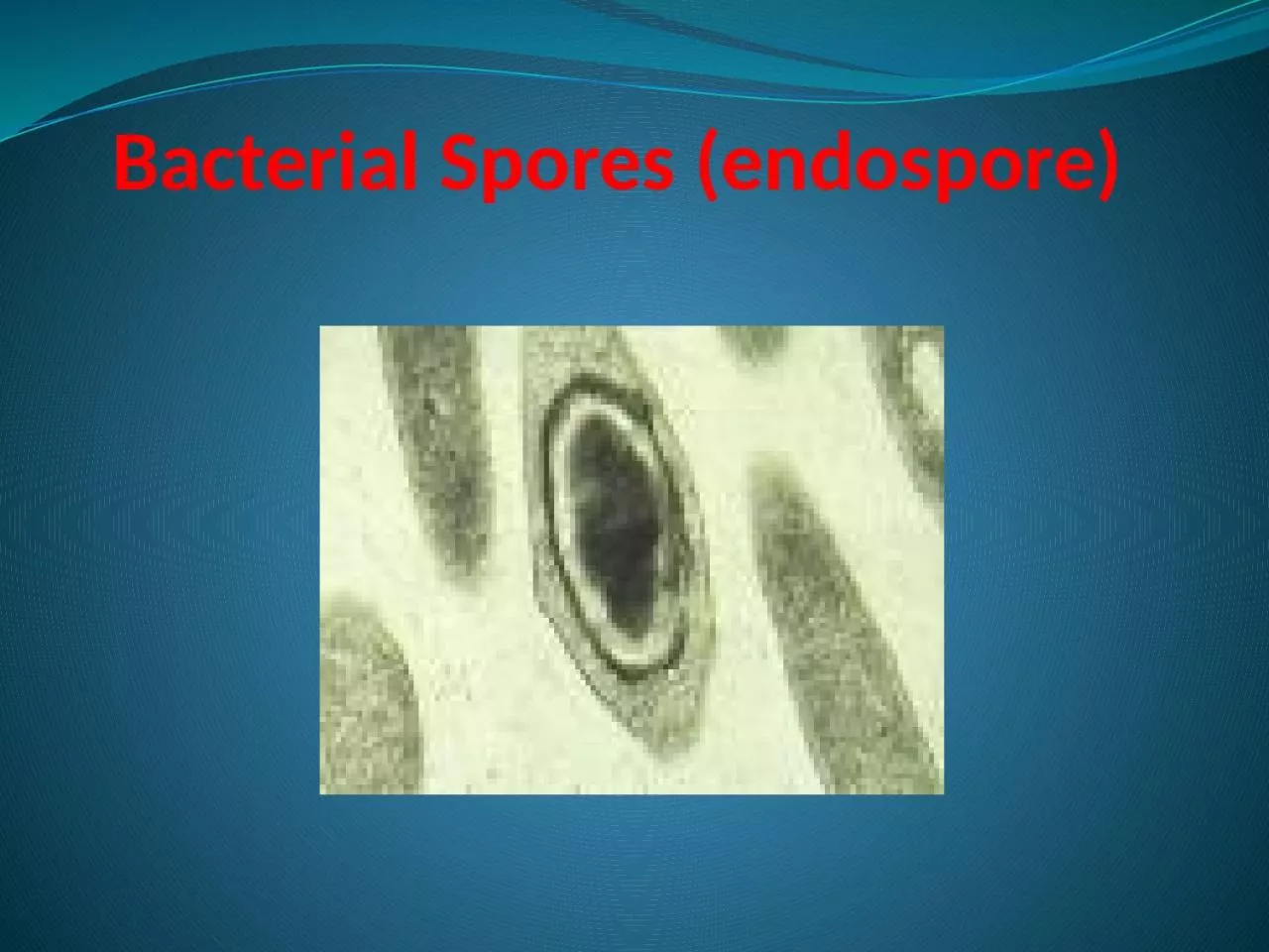 PPT-Bacterial Spores ( endospore