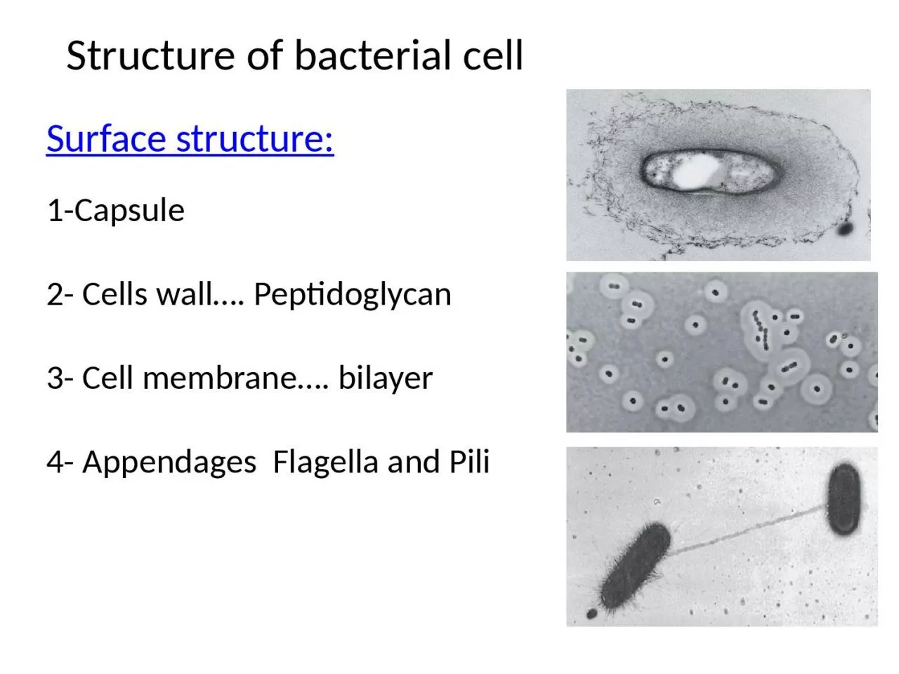 PPT-Structure of bacterial