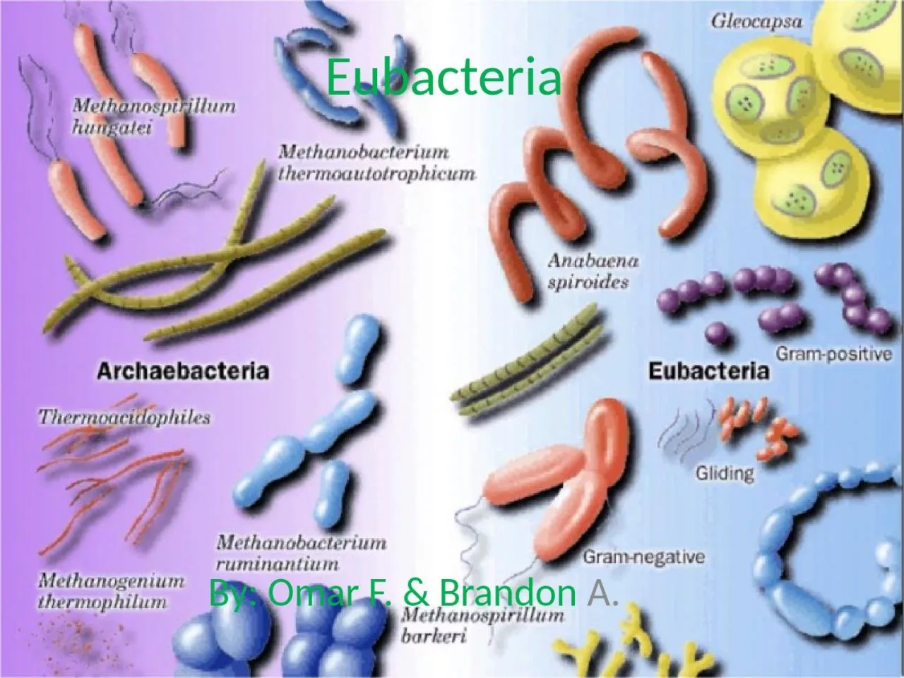 PPT-Eubacteria By: Omar F. & Brandon