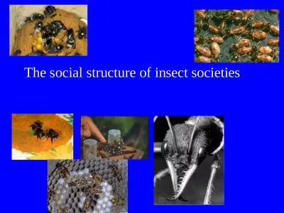 The social structure of insect societies