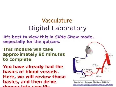 Vasculature   Digital Laboratory