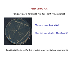 Yeast Colony PCR PCR provides a forensics tool for identifying colonies