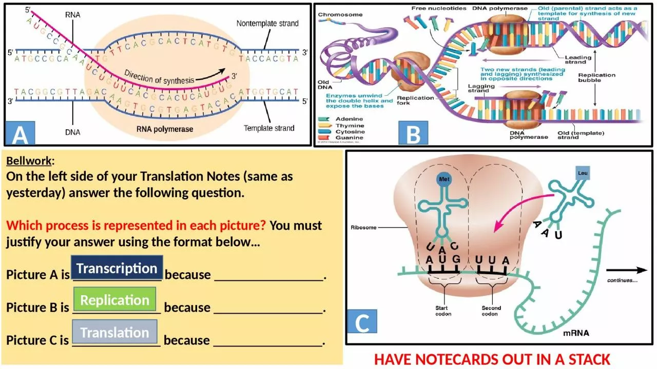 PPT-Bellwork : On the left side of your Translation Notes (same as yesterday) answer the