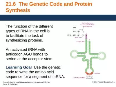 21.6  The Genetic Code and Protein Synthesis