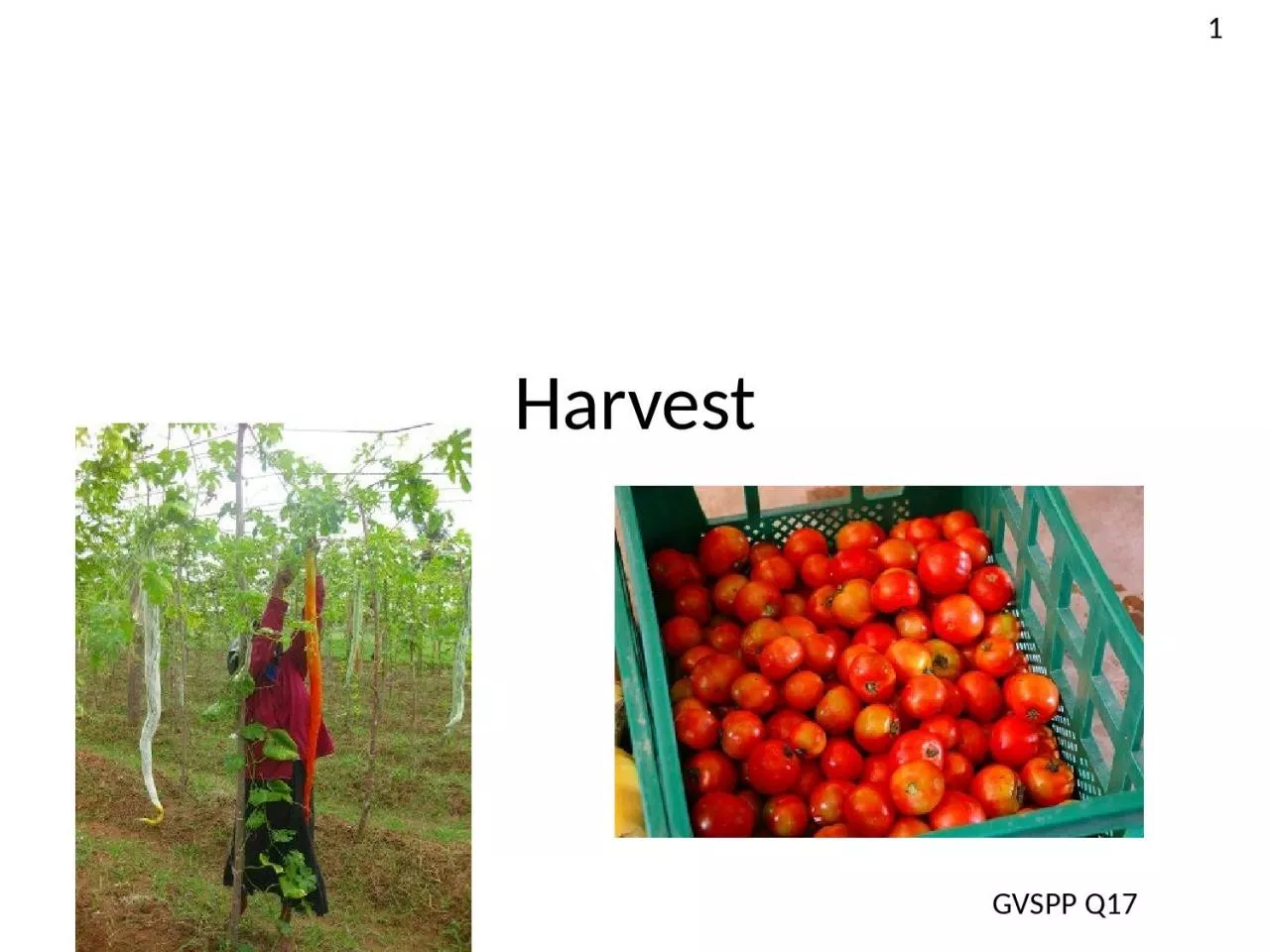 PPT-Harvest GVSPP Q17 1 Harvest