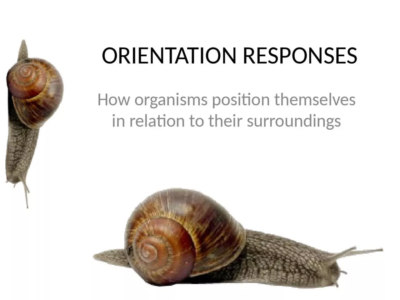 PPT-ORIENTATION RESPONSES How organisms position themselves in relation to their surroundings