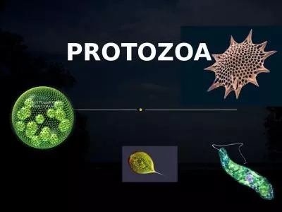 PROTOZOA Protozoa   ( Yunani