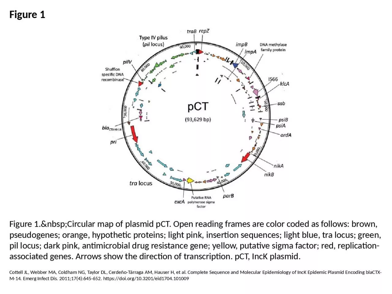 PPT-Figure 1 Figure 1.&nbsp;Circular map of plasmid pCT. Open reading frames are color