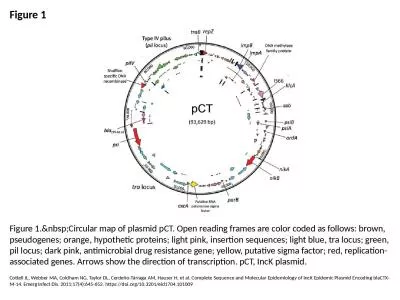 Figure 1 Figure 1.&nbsp;Circular map of plasmid pCT. Open reading frames are color coded as fol