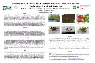 Carmans  River DNA Barcodes:  Correlation to Species Commonly Found in Carolina Bays Aquatic