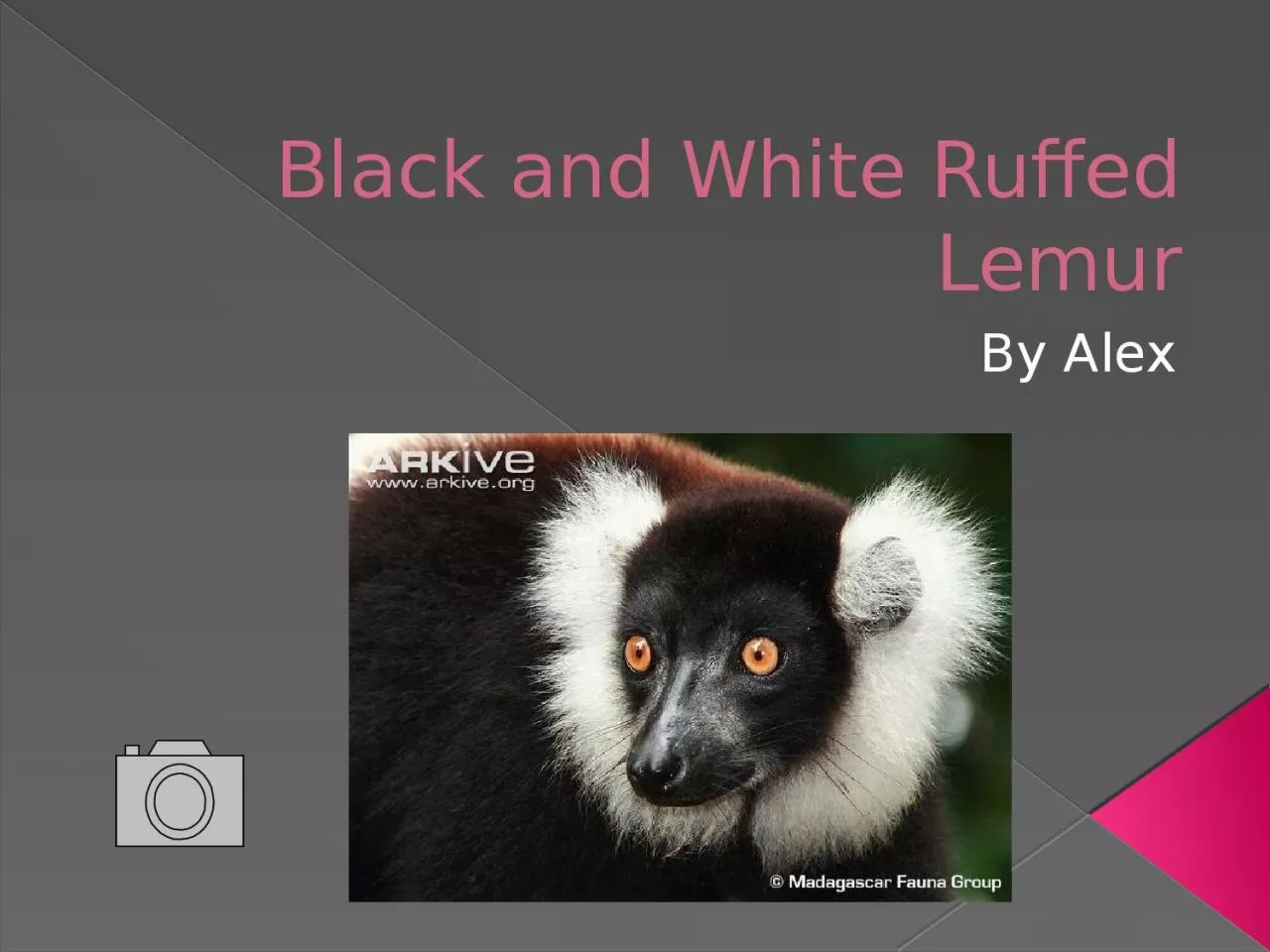 PPT-Black and White Ruffed Lemur