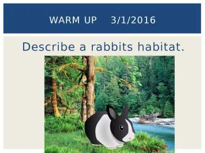 Describe a rabbits habitat