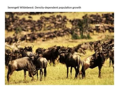 Serengeti Wildebeest: Density-dependent population growth