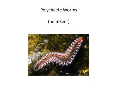 Polychaete   Worms (pol-