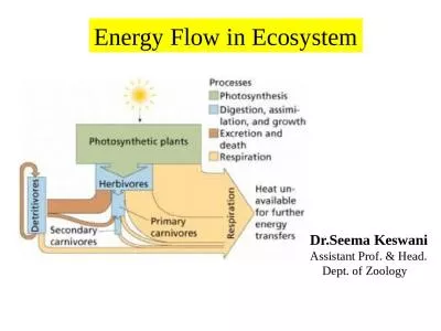 Energy Flow in Ecosystem