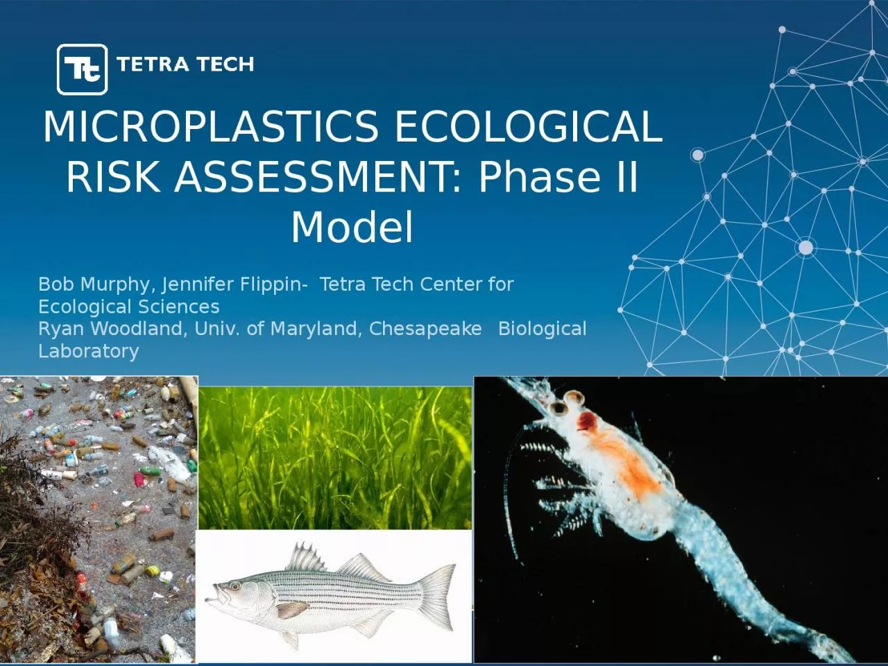 MICROPLASTICS ECOLOGICAL RISK ASSESSMENT: Phase II Model