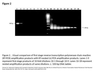 Figure 2 Figure 2. . Visual comparison of first stage reverse transcription-polymerase