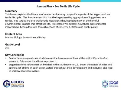 Lesson Plan – Sea Turtle Life Cycle
