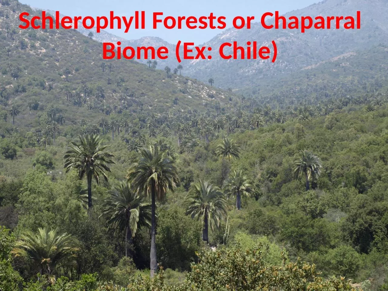 PPT-Schlerophyll Forests or Chaparral