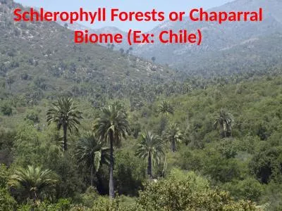 Schlerophyll  Forests or Chaparral