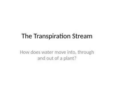 The Transpiration Stream