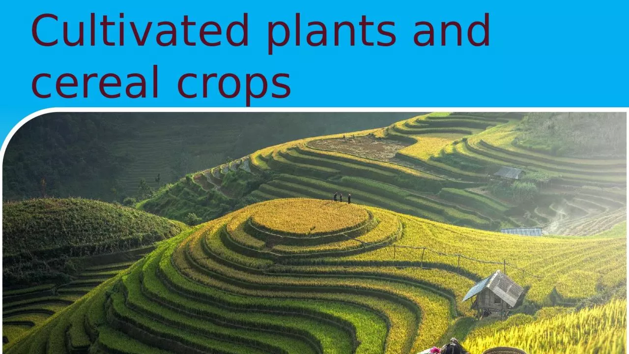 PPT-Cultivated plants and cereal crops