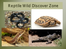 Reptile Wild Discover Zone
