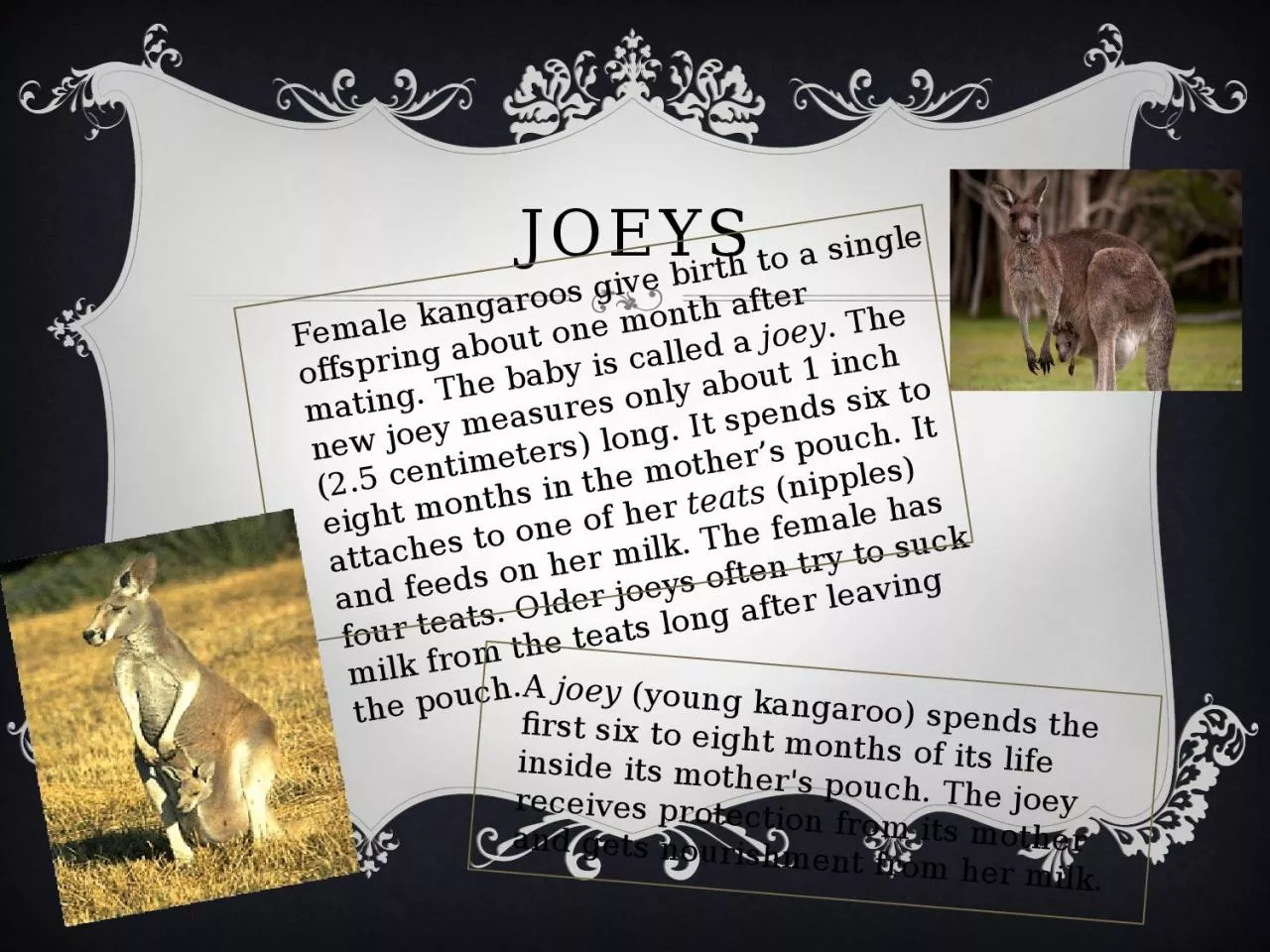 PPT-Joeys Female kangaroos give birth to a single offspring about one month after mating.